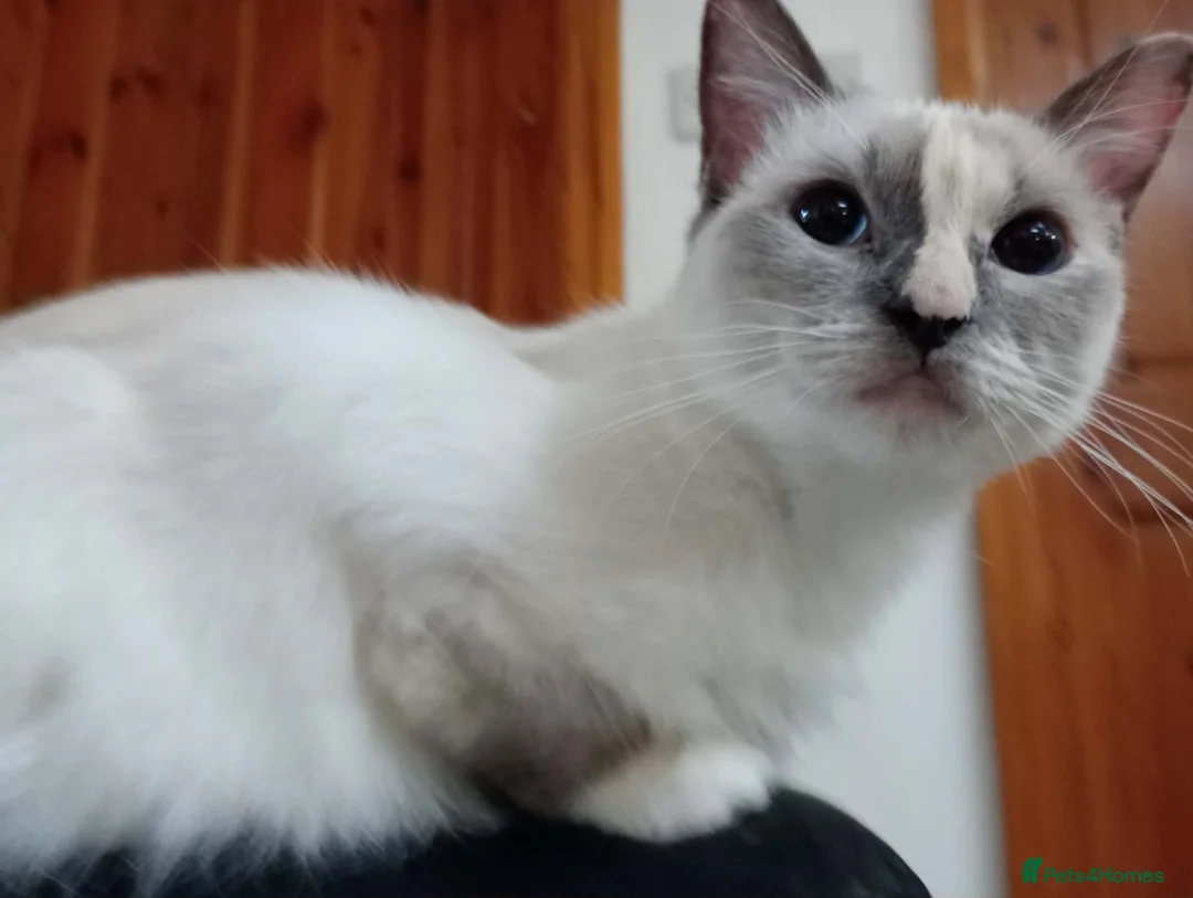 Ragdoll cats for sale: Female purebred RAGDOLLS - Advert 1
