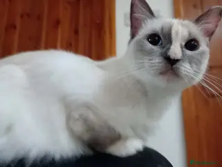 Ragdoll cats Female purebred RAGDOLLS - Advert 1