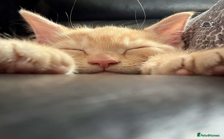Mixed Breed cats - Advert 1