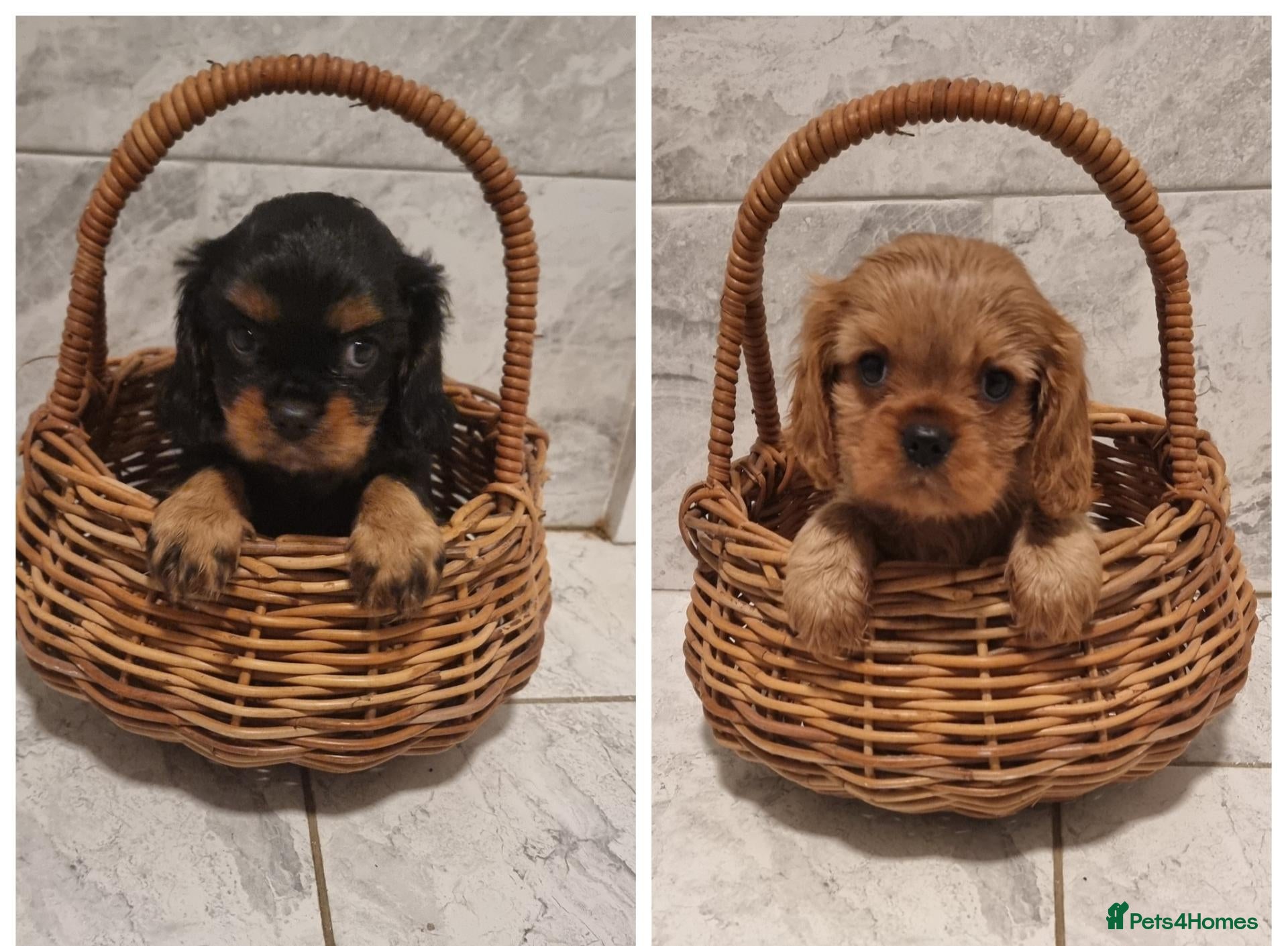 Cavalier King Charles Spaniel dogs READY NOW KC reg old type cavs REDUCED  - Advert 5