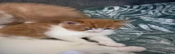 British Longhair cats for sale: British long hair crossed chunky kittens - Advert 15