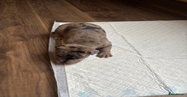 Staffordshire Bull Terrier dogs - Advert 11