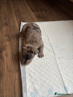 Staffordshire Bull Terrier dogs - Advert 2