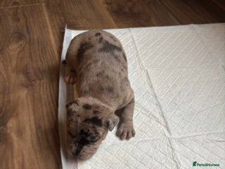 Staffordshire Bull Terrier dogs - Advert 6