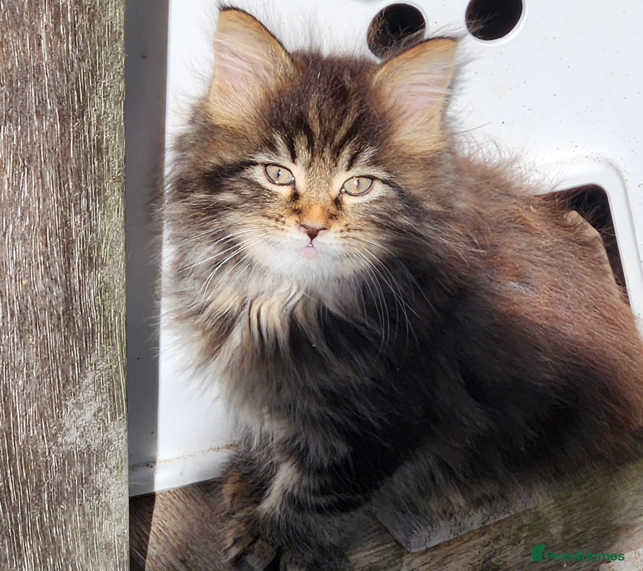 Maine Coon cats Maine Coons Ready Now!! 4 male 1 female  - Advert 18