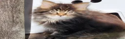 Maine Coon cats for sale: Maine Coons Ready Now!! 4 male 1 female  - Advert 17
