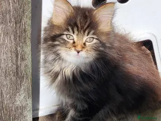 Maine Coon cats Maine Coons Ready Now!! 4 male 1 female - Advert 18