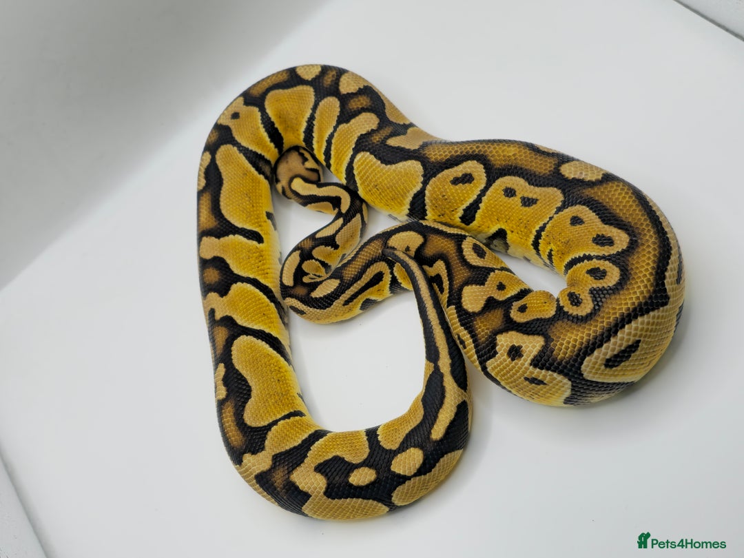 Python Snake reptiles for sale: Pastel blade double het albino clown  - Image 2