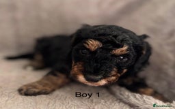 Maltipoo dogs for sale: F1B maltipoo - Image 8