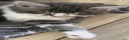 Mixed Breed cats for sale: Beautiful kittens ready now  - Advert 8