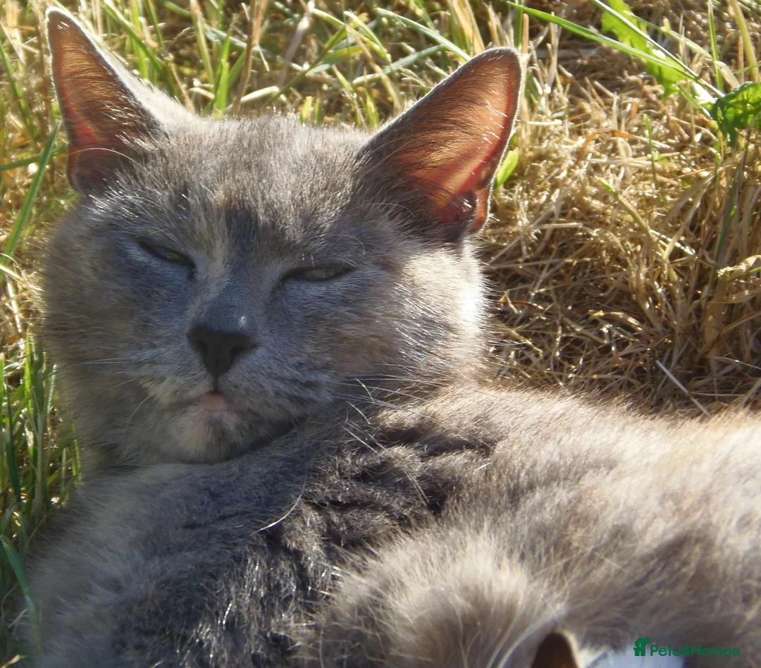 Mixed Breed cats for sale: Gorgeous playful kittens - Advert 2