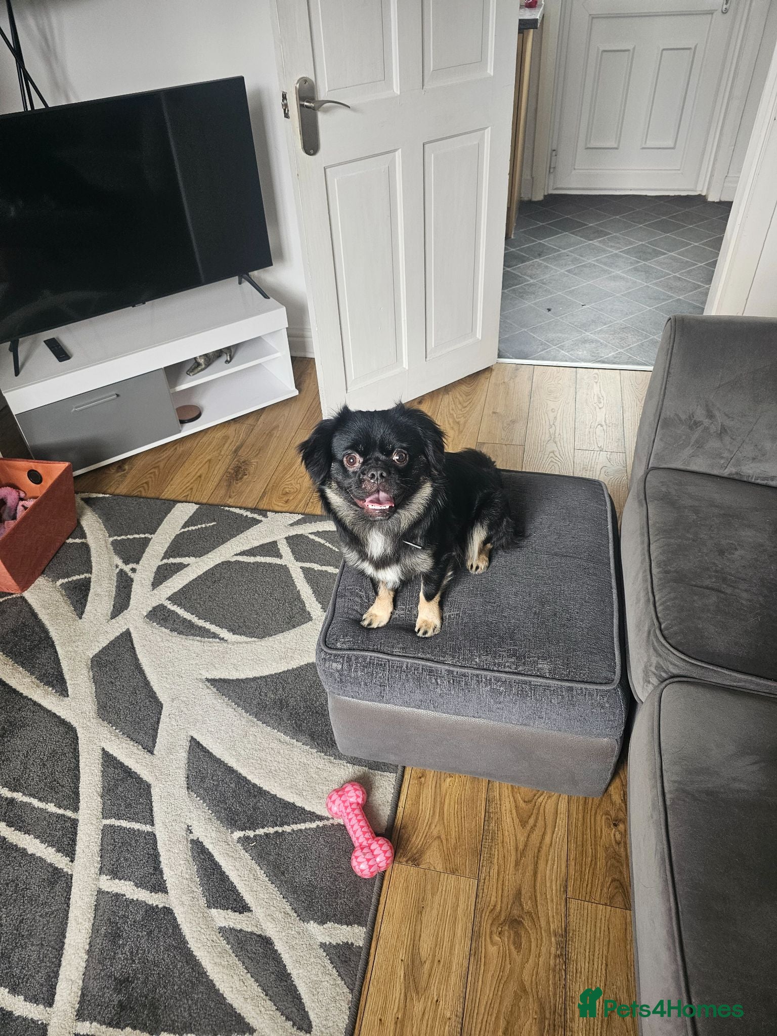 Mixed Breed dogs Lovely boy in need of a forever home  - Advert 5