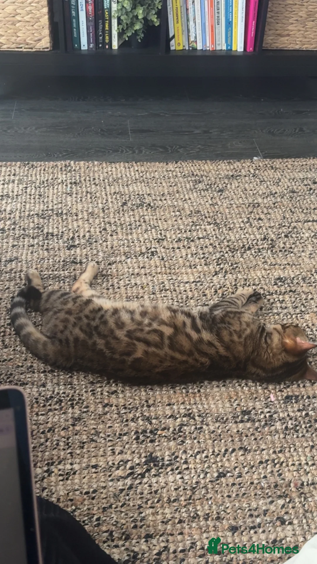 Bengal cats for sale: Glitter Rosetted Male Bengal for Sale 1yr old in Chelmsford - Advert 2