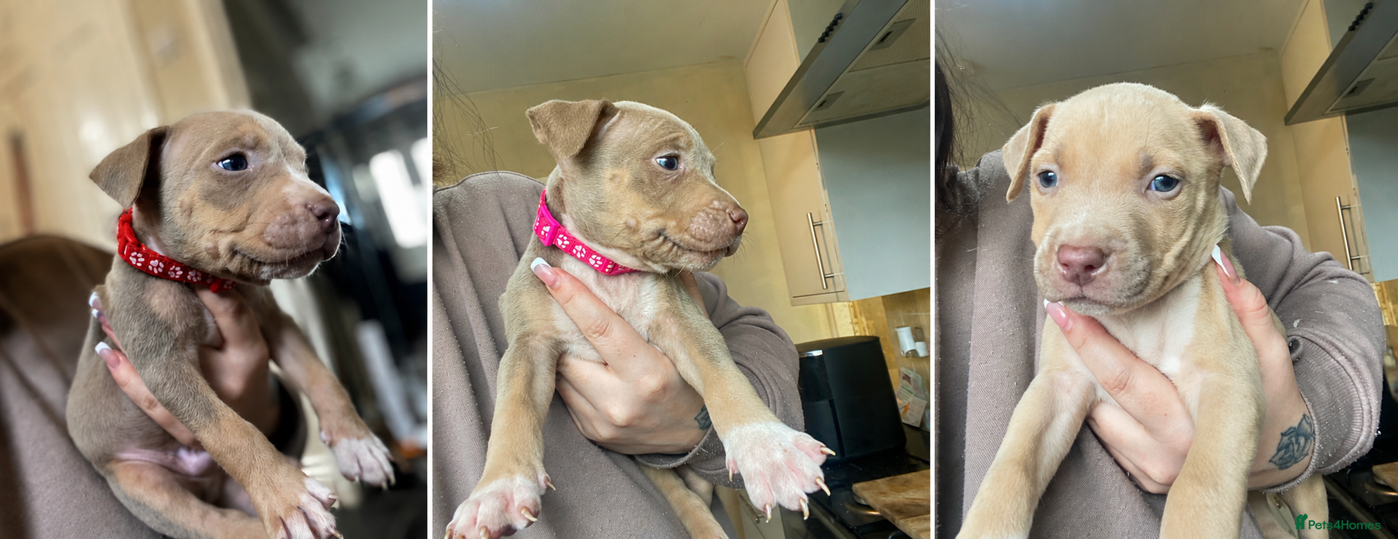American Bully dogs ❗️READY TO LEAVE NOW ❗️REDUCED❗️ - Advert 2