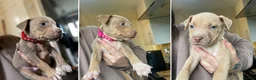 American Bully dogs for sale: ❗️READY TO LEAVE TODAY ❗️ - Advert 1