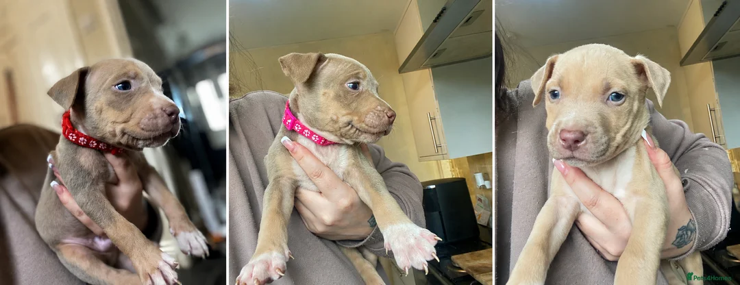 American Bully dogs for sale: ❗️READY TO LEAVE TODAY ❗️ - Advert 1