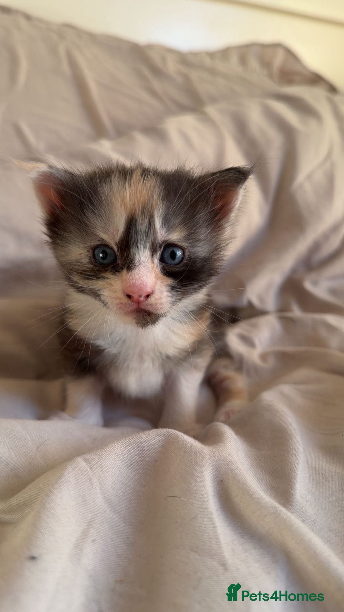 Maine Coon cats Beautiful Maine Coon Kittens - 1 pretty girl left - Advert 15