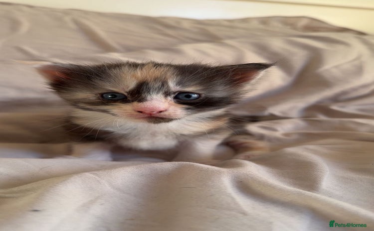 Maine Coon cats Beautiful Maine Coon Kittens - Advert 16