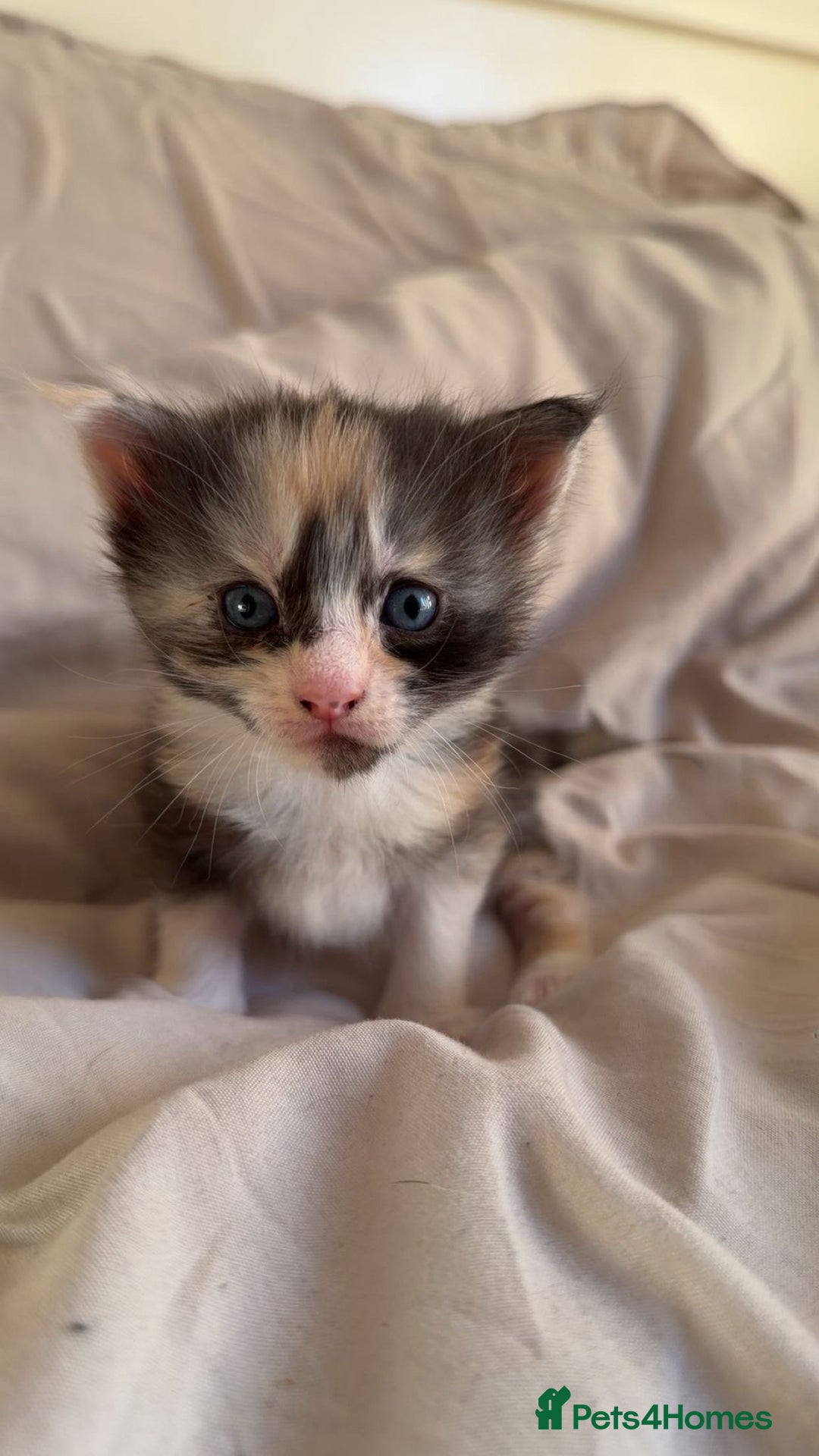 Maine Coon cats for sale: Beautiful Maine Coon Kittens - 1 pretty girl left - Advert 1