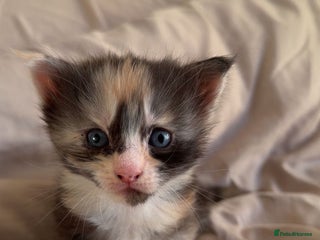 Maine Coon cats Beautiful Maine Coon Kittens - Advert 2