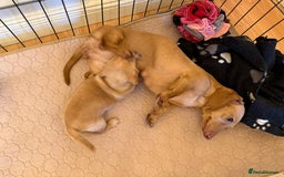 Miniature Dachshund dogs for sale: 1 MALE CREAM SMOOTH HAIRED DACSHUND  - Image 6