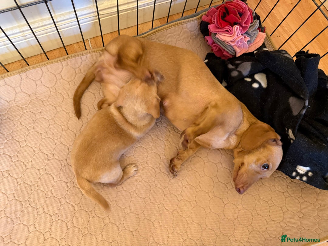 Miniature Dachshund dogs for sale: 1 MALE CREAM SMOOTH HAIRED DACSHUND  - Image 6
