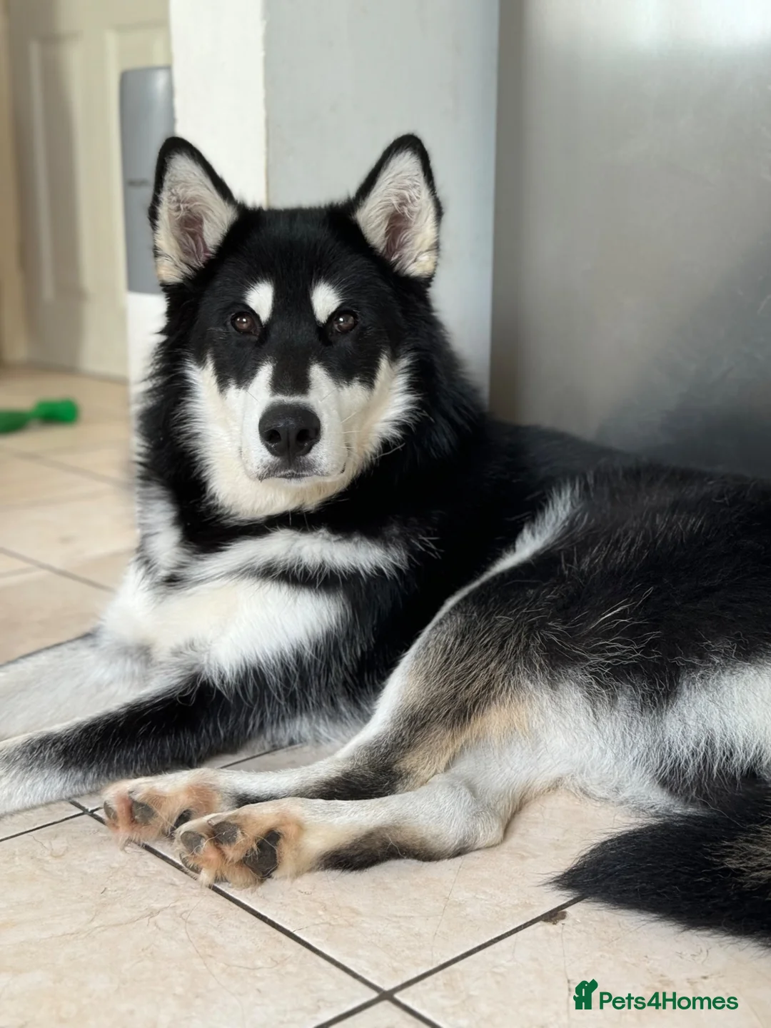 Siberian Husky dogs for sale: Carefully-raised northern breed companions - Advert 2