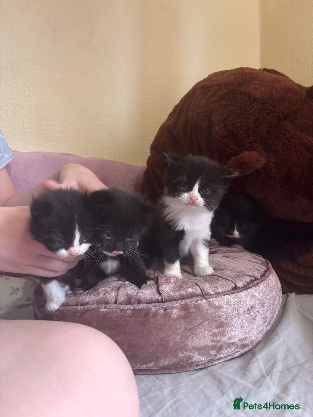 Mixed Breed cats for sale: Three long hair one short tuxedo kittens - Image 2