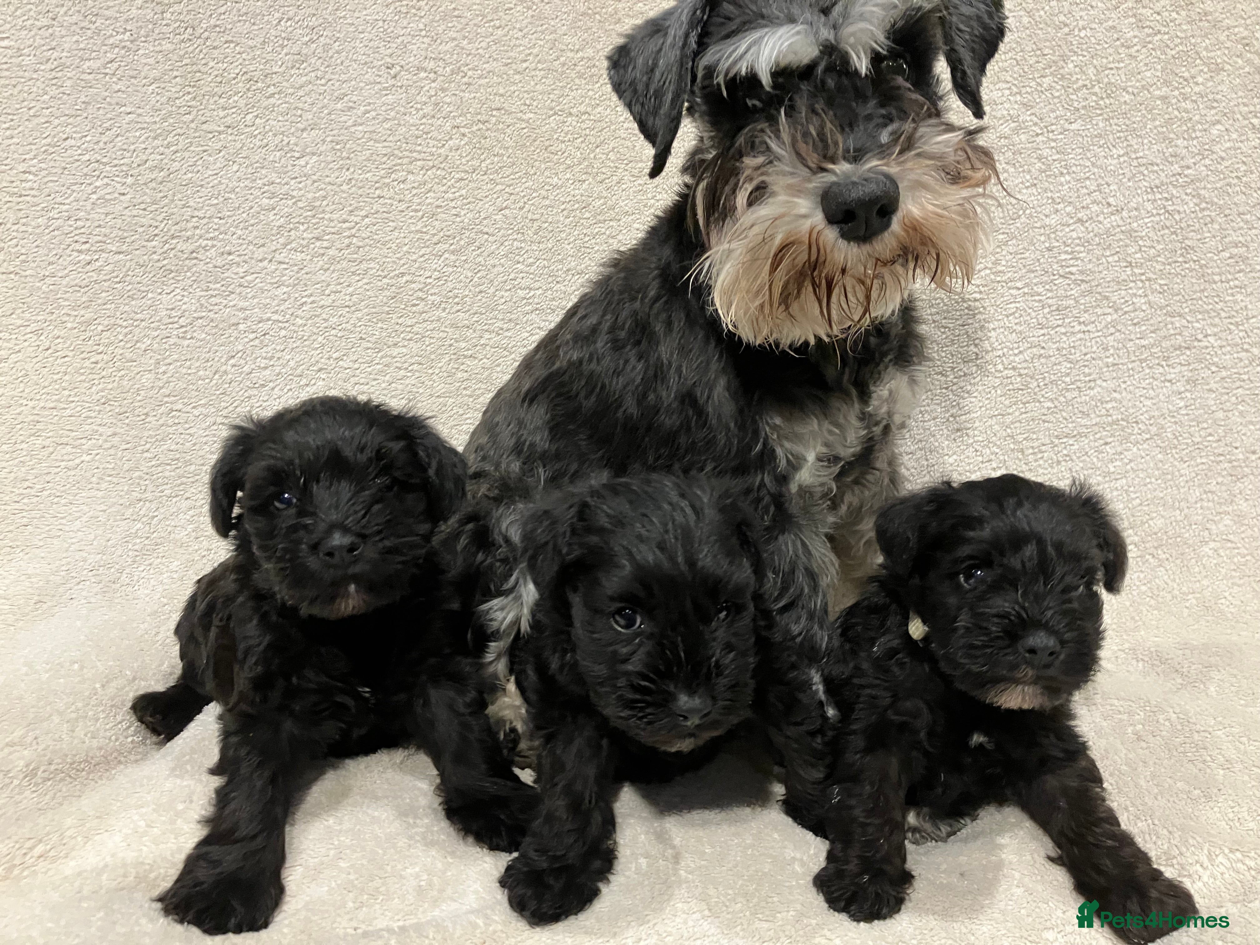Miniature Schnauzer dogs Black Miniature Schnauzer - Advert 1