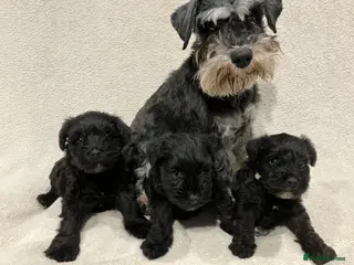 Miniature Schnauzer dogs Black Miniature Schnauzer - Advert 1