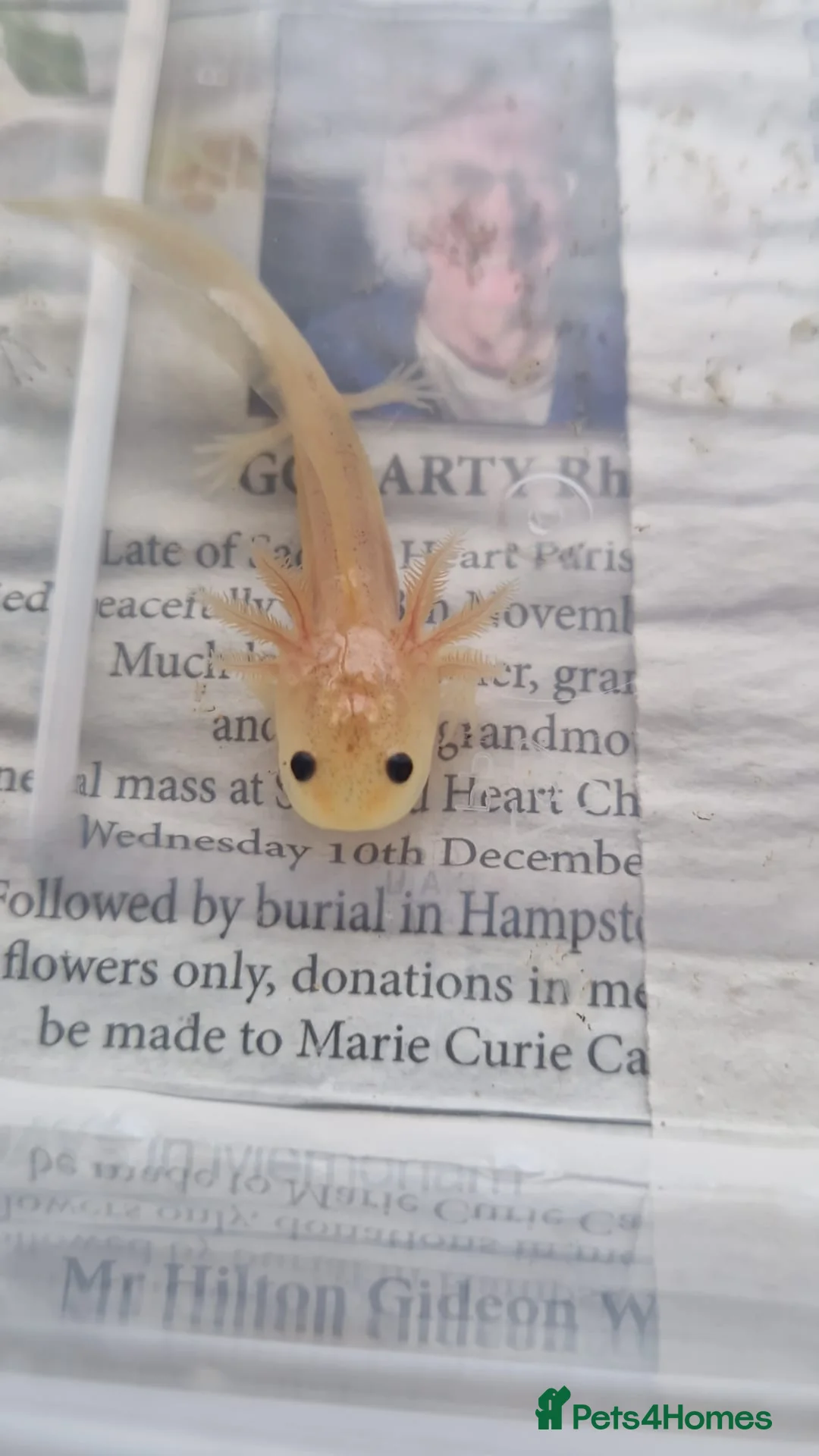 Other/Mixed Breed fish for sale: Various axolotl morphs  - Advert 1