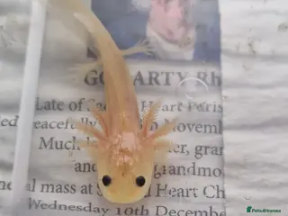 Other/Mixed Breed fish Various axolotl morphs - Advert 12