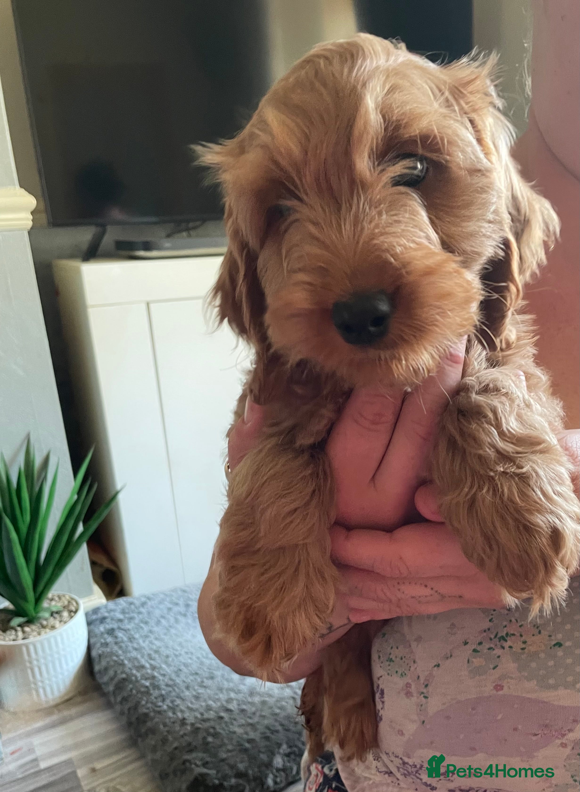 Cockapoo dogs *MINI F1 COCKAPOO*ONLY PURPLE GIRL LEFT*READY NOW* - Advert 2