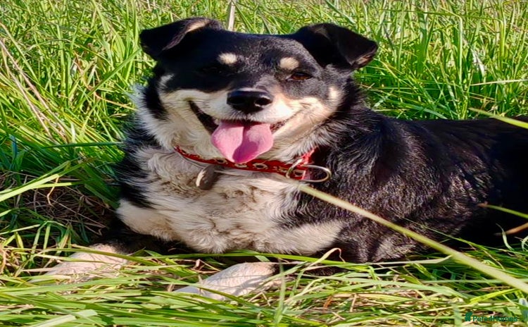 Border Collie dogs - Advert 8