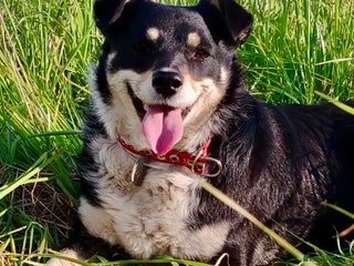 Border Collie dogs - Advert 28