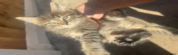 Domestic Shorthair cats for sale: Beautiful Tabby Kittens Looking for Forever Homes - Advert 7