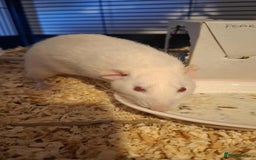 Rat rodents for sale: 3 Male Rats  - Image 4