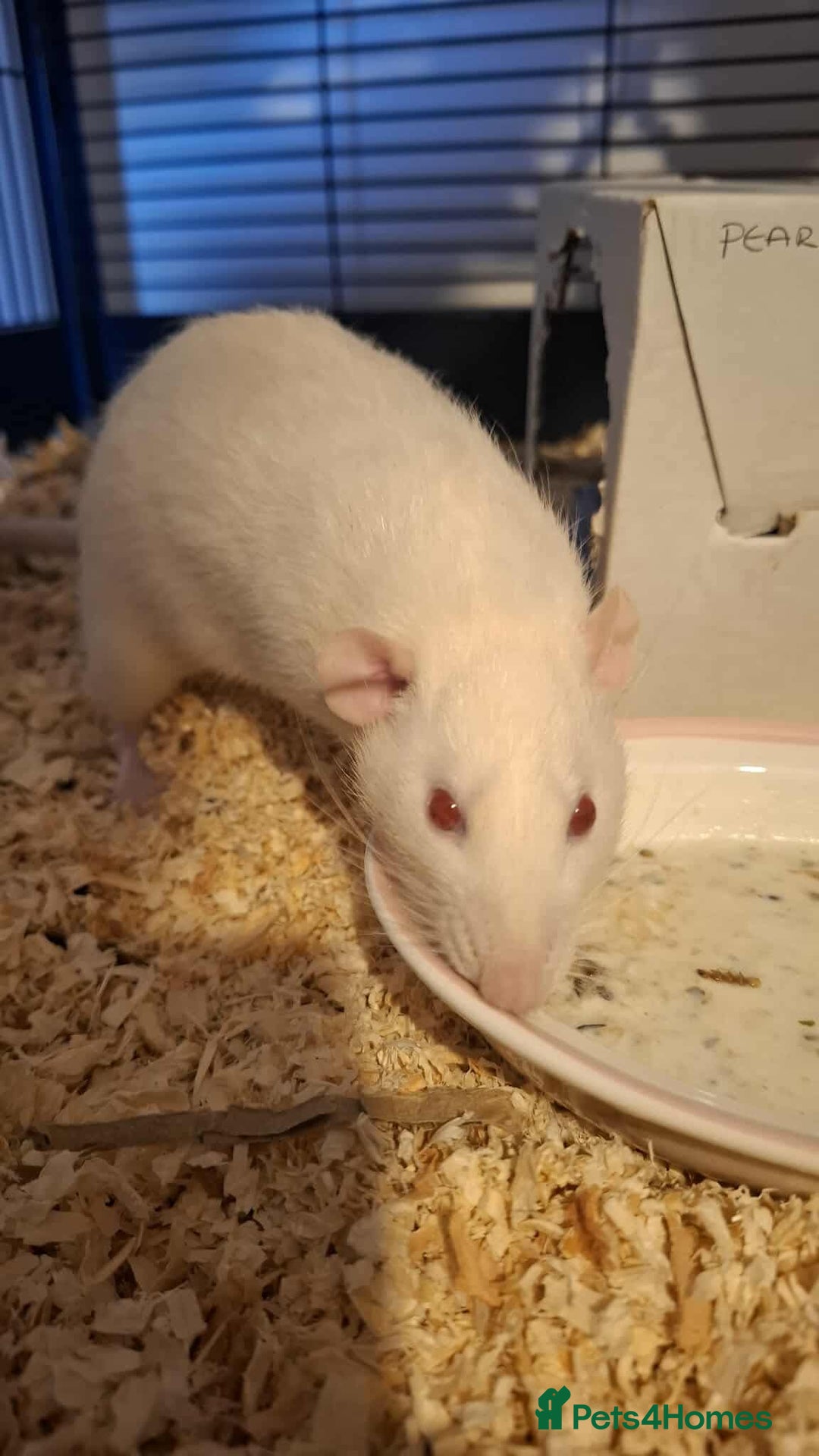 Rat rodents for sale: 3 Male Rats  - Image 4