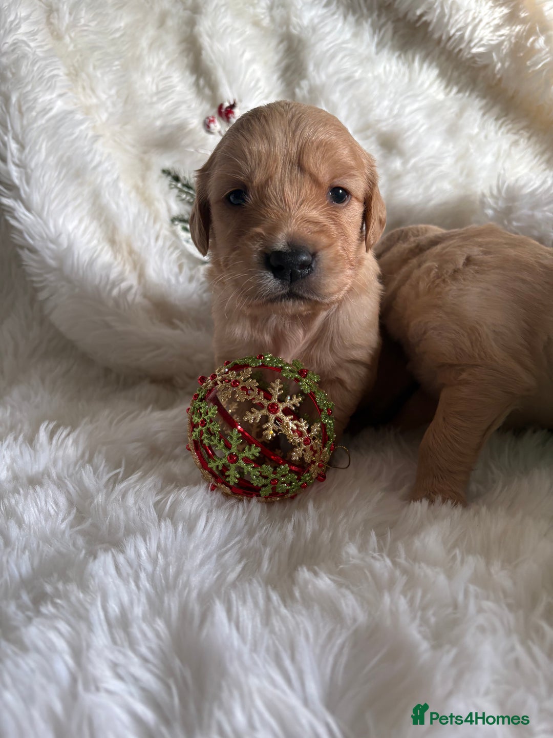 Golden Retriever dogs for sale: Sold sold sold sold sold  - Advert 3