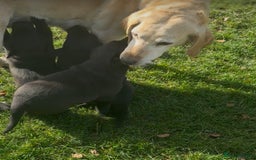 Mixed Breed dogs for sale: Labrador X Belgian Shepherd Belgiador  - Image 2