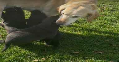 Mixed Breed dogs - Advert 13