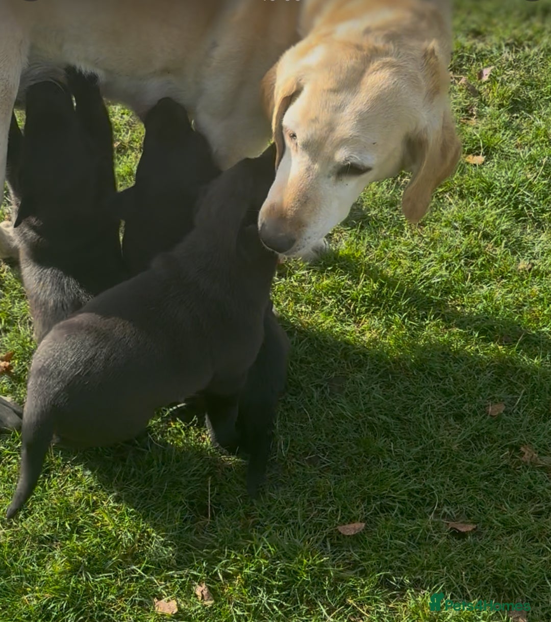 Mixed Breed dogs for sale: Labrador X Belgian Shepherd Belgiador  - Image 2