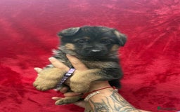 German Shepherd dogs for sale: German Shepherd Puppies  - Image 11