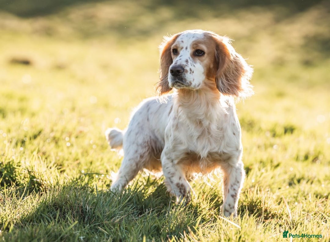 Cocker Spaniel dogs for sale: Cocker Spaniel Puppies - Advert 4