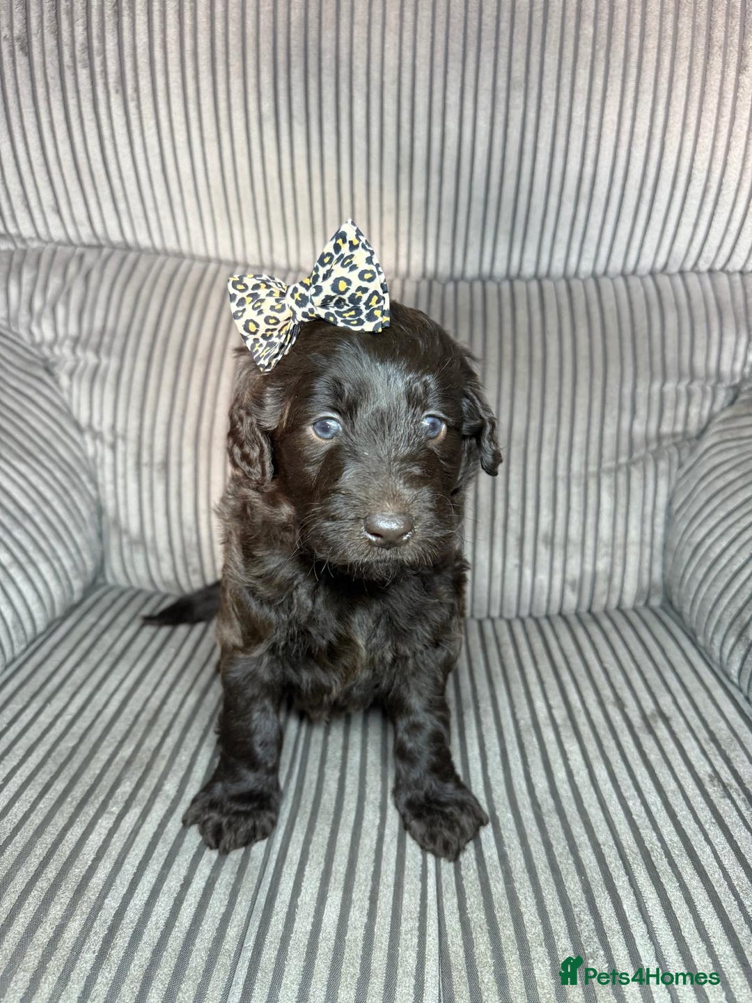 Mixed Breed dogs for sale: 2 girl & 2 boy labradoodles ready to go 11th Feb.  - Advert 3