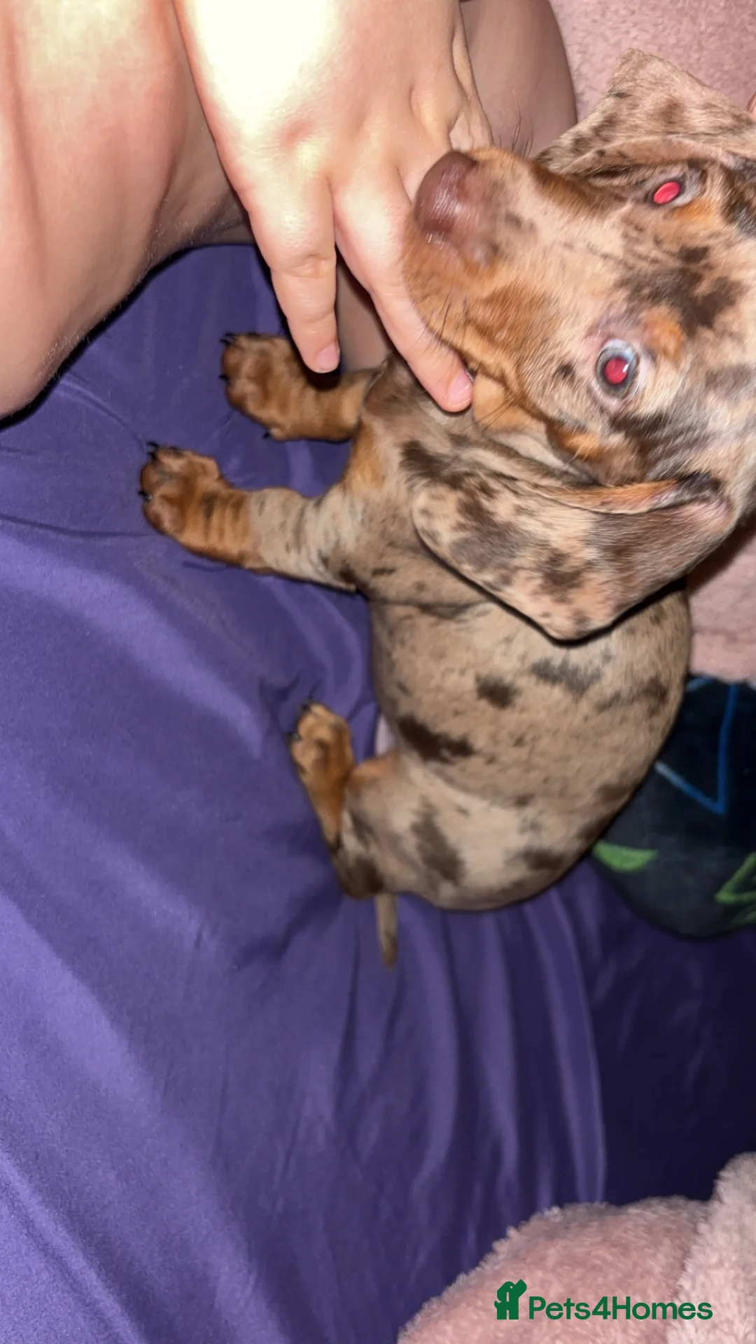 Miniature Dachshund dogs for sale: Beautiful mini dachshund girl  - Advert 7