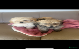 Pomapoo dogs for sale: Beautiful, Pomapoo puppies - Image 3