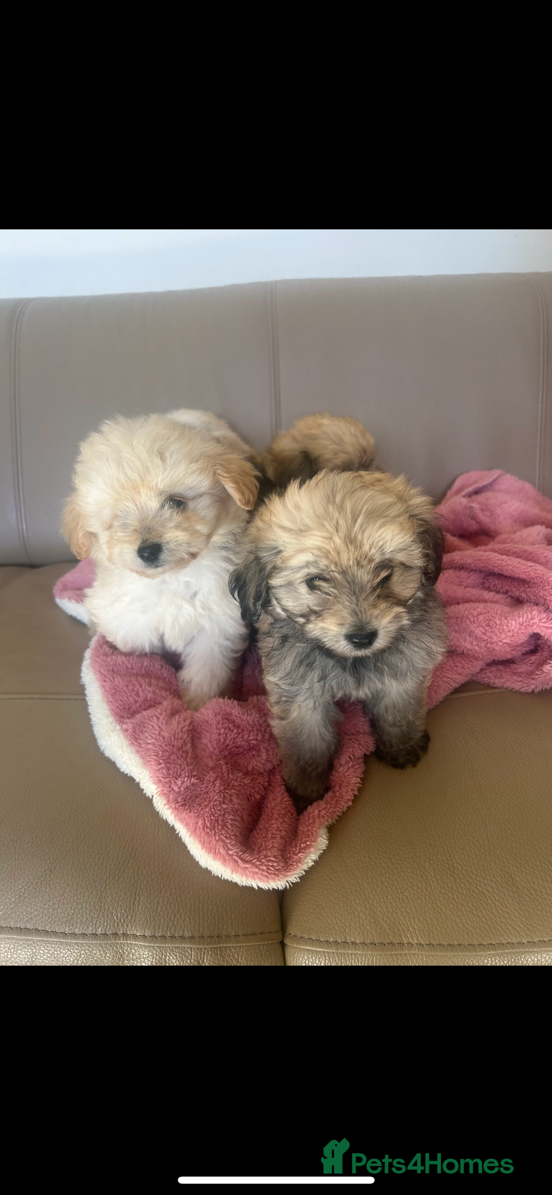 Pomapoo dogs for sale: Beautiful, Pomapoo puppies - Image 3