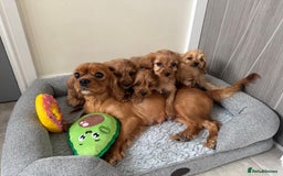 Cavapoo dogs for sale: Gorgeous Cavapoos - Image 7
