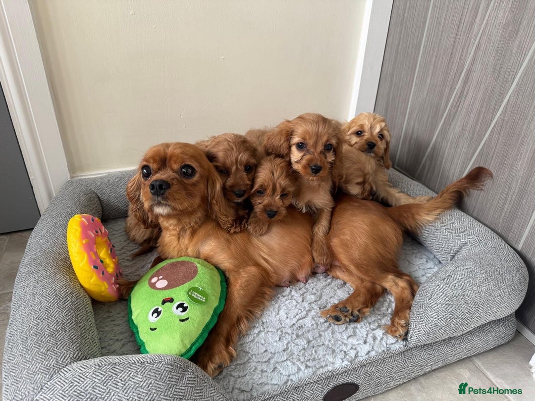 Cavapoo dogs for sale: Gorgeous Cavapoos - Image 7
